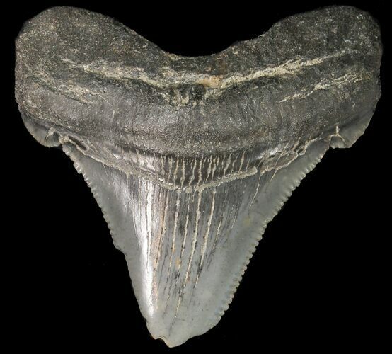 Fossil Angustidens Shark Tooth - Megalodon Ancestor #46853